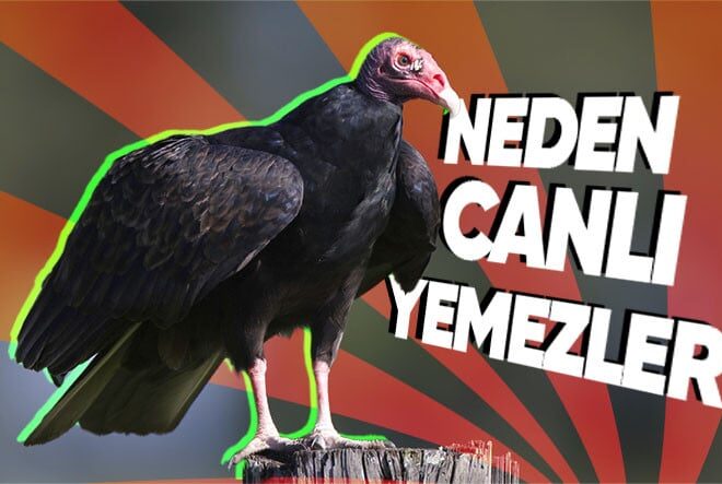 Akbabalar Neden Özellikle Canlı Av Yemiyorlar? (Hastalıklardan Korunuyorsak Onlar Sayesinde)